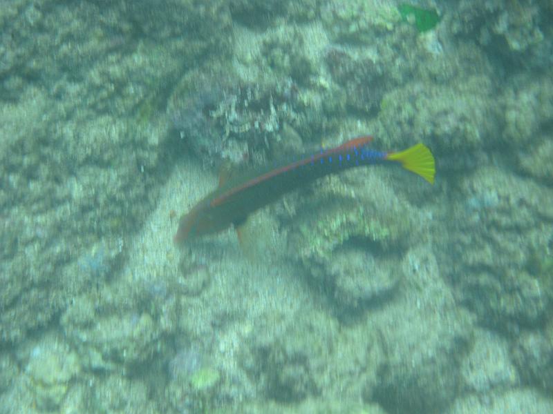 Picture 008